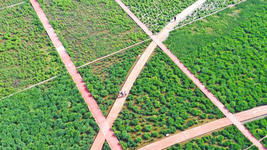周公河濕地公園：綠地如毯 景色怡人
